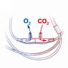CO2 和 O2 采样管医疗耗材采样插管带鼻叉